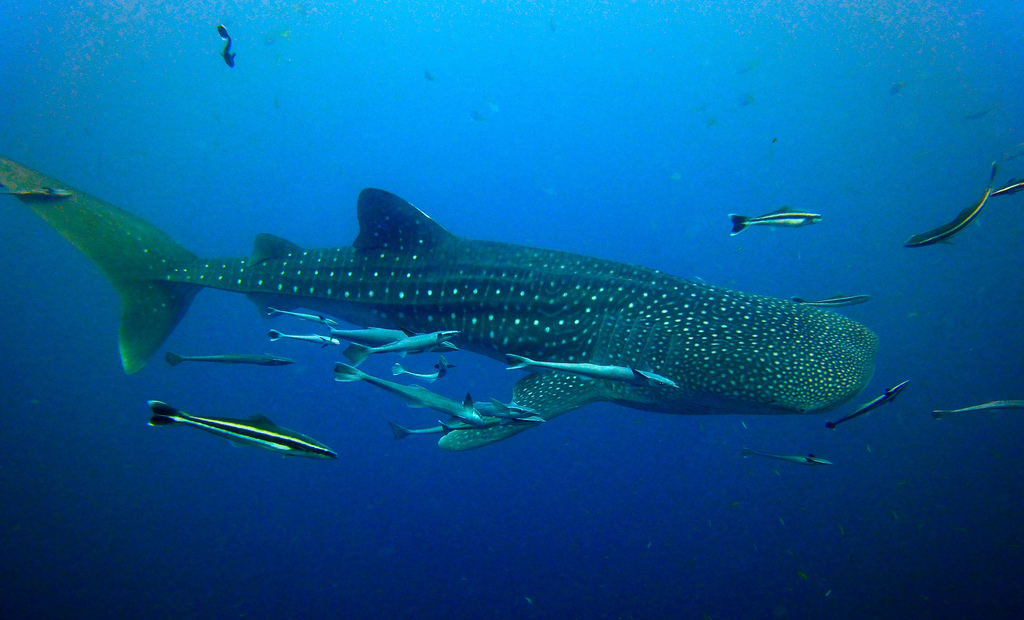 Buceando con Tiburón Ballena